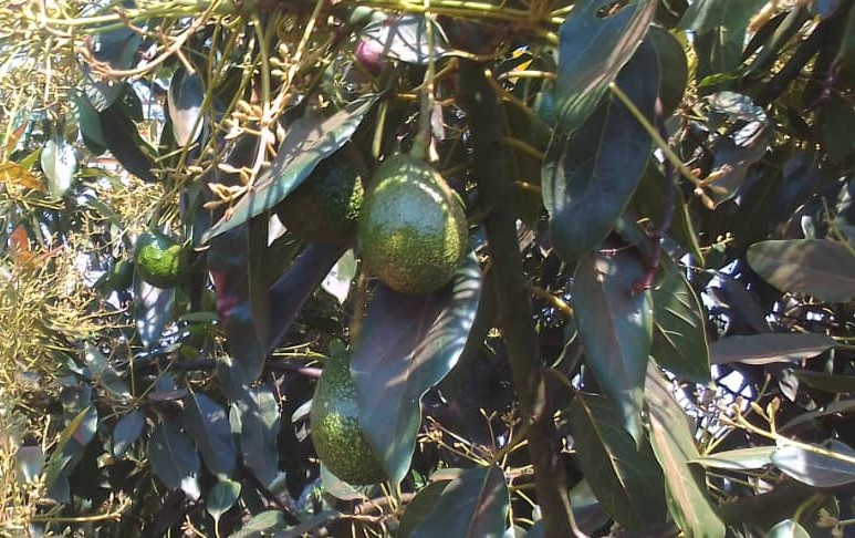 Avocado tree heavy with ripe and unripe fruits