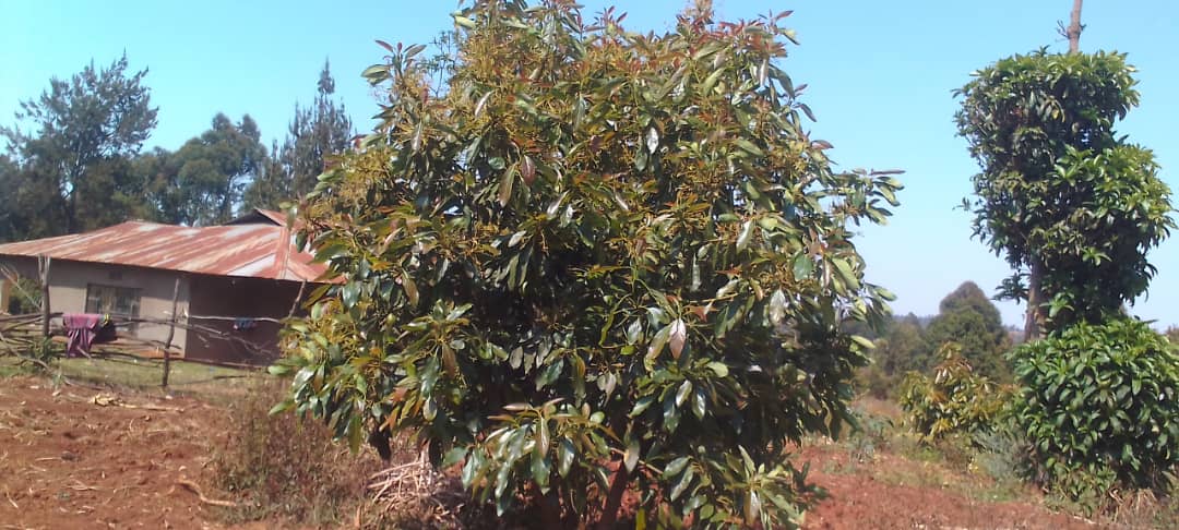 Thriving young avocado tree in smallholder farm with rural house